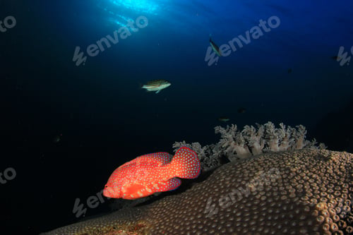 Preview: Coral Reef And Fish Underwater In Ocean