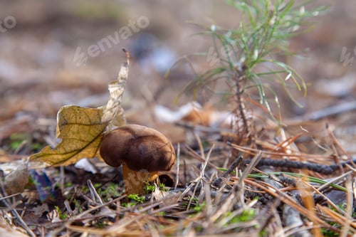 Preview: Edible Wild Mushroom With Chestnut Color Cap And Dry Leaf On It In An Autumn Pine Forest. Bay
