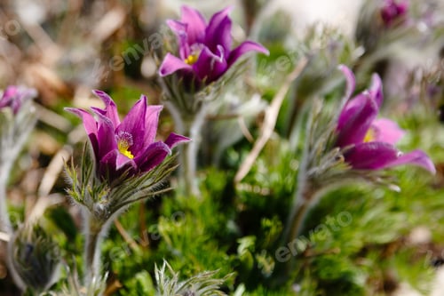Preview: Eastern Pasqueflowers Or Rock Lily, Prairie Crocus, Cutleaf Anemone (Pulsatilla Patens) Blossom In
