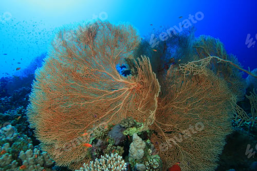 Preview: Gorgonian Fan Corals (Annella Mollis)