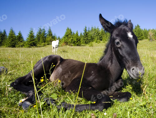 Preview: Foal On A Field