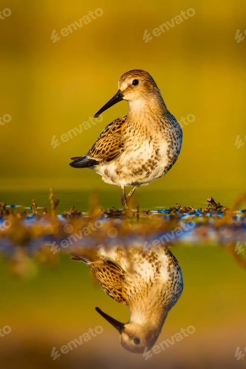 Preview: Cute Bird. Nature Background.