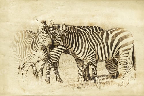 Preview: Vanishing Africa: Vintage Style Image Of Zebras In The Ngorongoro Crater, Tanzania
