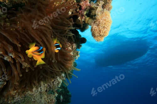 Preview: Anemones Below A Diving Boat