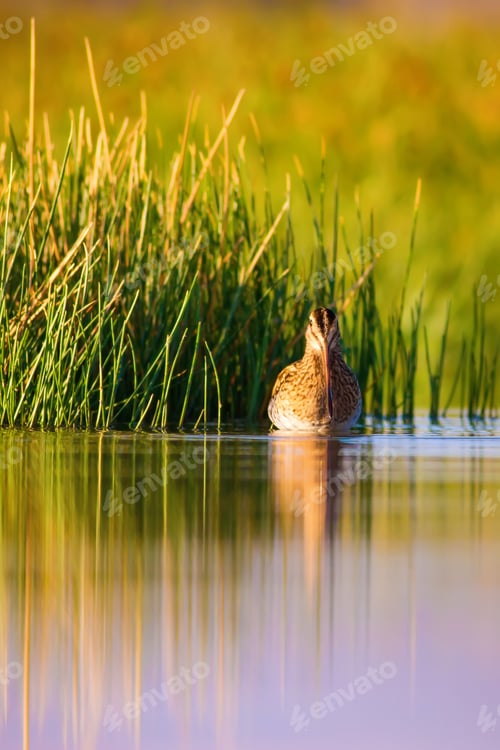 Preview: Water Bird Snipe. Green Yellow Nature Background Common Snipe / Gallinago Gallinago