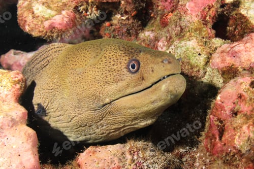 Preview: Moray Eel Portrait