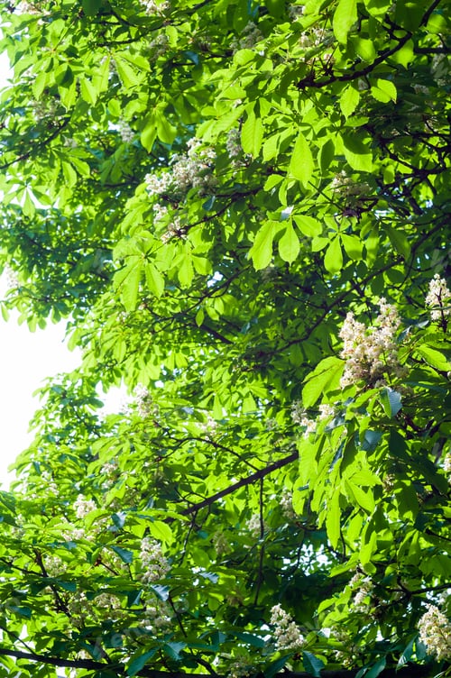 Preview: Flowering Branches Of Chestnut Castanea Sativa Tree, And Bright Blue Sky