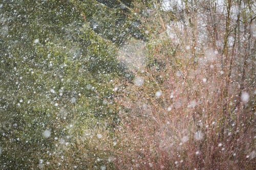 Preview: Falling Snow Background. Close Up Of Falling Snow Flakes On Forest Background. Winter Christmas