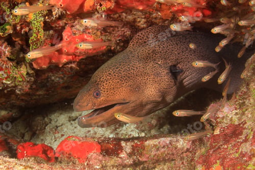 Preview: Giant Moray Eel