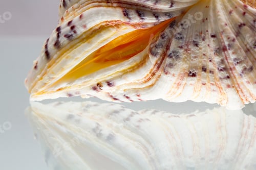 Preview: Seashell Colors And Texture