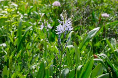 Preview: Kamassiya Of Kuzik (C. Cusickii) Is A Perennial Bulbous Plant In Spring Garden
