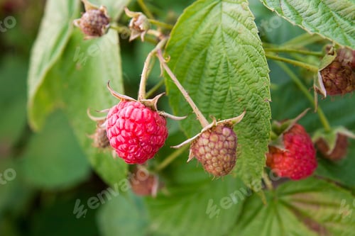 Preview: Lots Of Red Ripe Raspberries On A Bush. Close Up Of Fresh Organic Berries With Green Leaves On