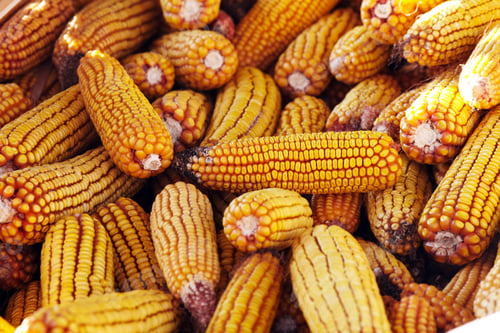 Preview: Pile Of Yellow Ripe Corn In The Sunlight