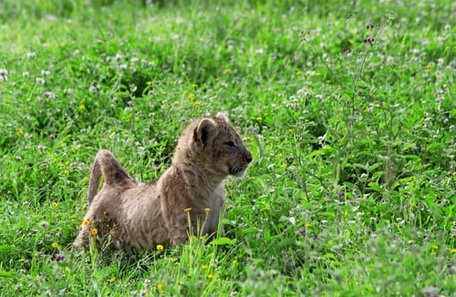 Preview: Lion Cub In The Grass In The Ngorongoro Crater, Tanzania