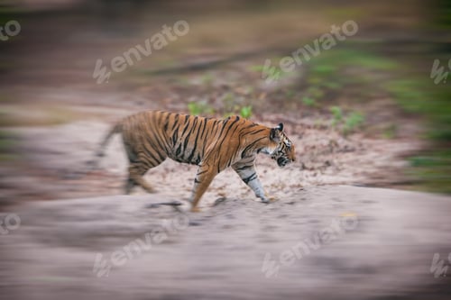 Preview: Fast Moving Large Male Bengal Tiger In Bandhavgarh National Park, India