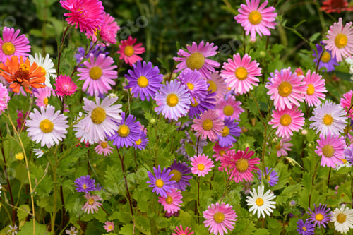 Preview: Vibrant Asters Blooming In The Garden