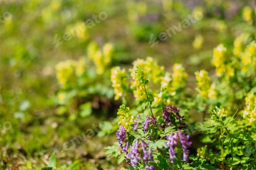 Preview: Background Of Flowers On Soft Pastel Color In Blur Style