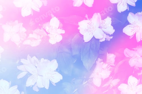 Preview: White Jasmine. The Branch Delicate Spring Flowers. Nature
