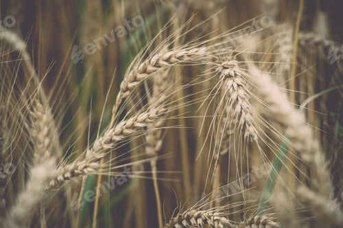 Preview: Yellow Wheat Field Close Up Macro Photograph With Abstract Texture - Vintage Toned Image