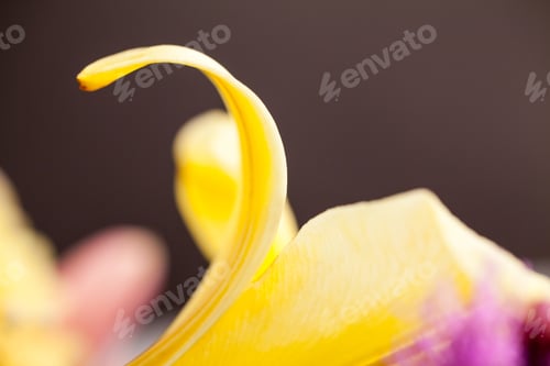 Preview: Beautiful Lily Flowers With Details