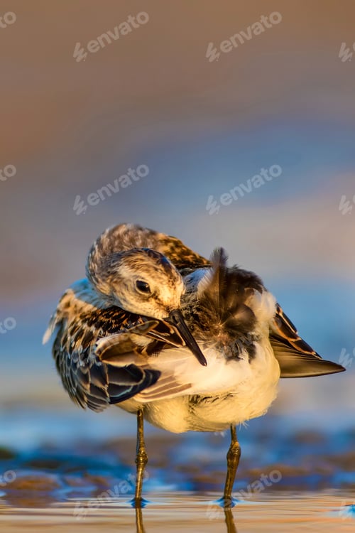 Preview: Cute Little Water Bird. Nature Background. Bird: Little Stint. Calidris Minuta.