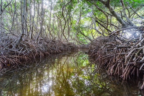 Preview: Mangrove Tour - Views Around The Caribbean Island Of Bonaire In The Abc Islands
