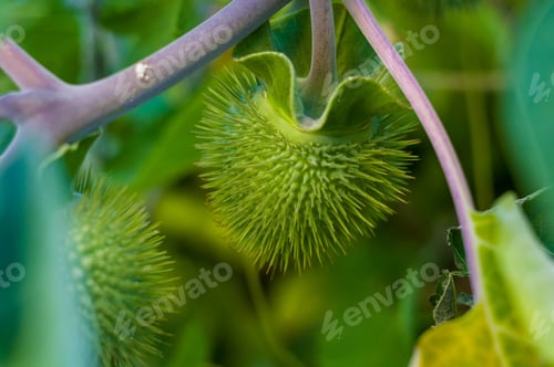 Preview: Devil'S Trumpet, Datura Metel, In The Garden, Close Up.