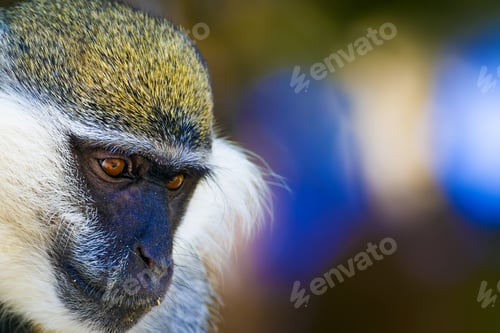 Preview: Cute Vervet Monkey. Blur Background. Monkey Portrait.