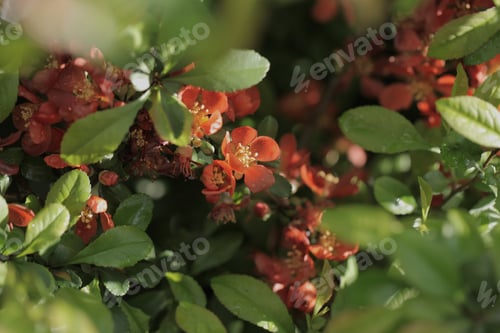 Preview: Nature Detail - Beautiful Bright Quince Flowers With Green Leafs Growing In A Garden, Close Up