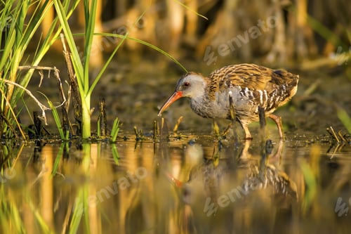 Preview: Nature And Bird. Colorful Nature Habitat Background. Bird: Water Rail. Rallus Aquaticus.