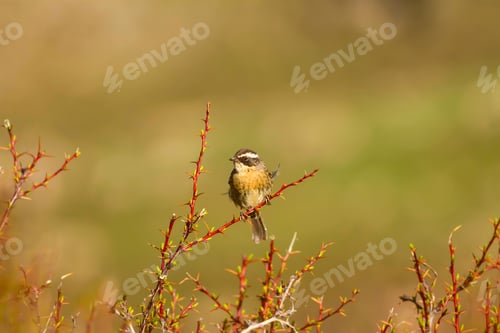 Preview: Cute Bird. Natural Background