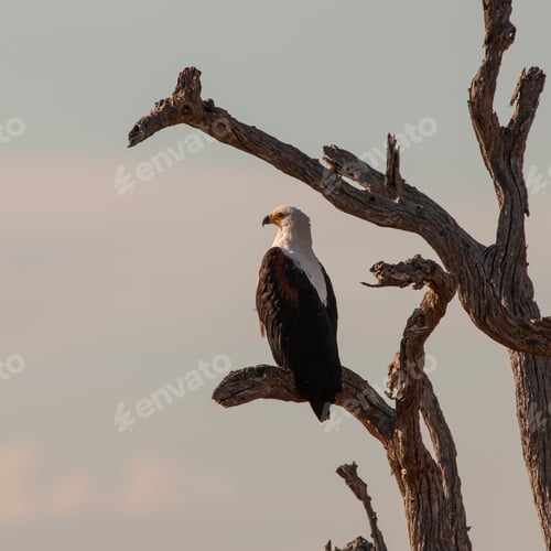 Preview: African Fish Eagle In The Kruger National Park, South Africa