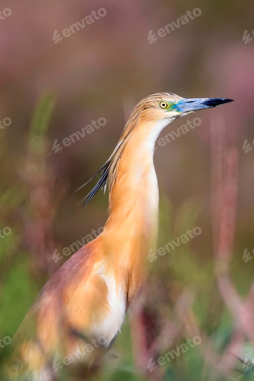 Preview: Heron. Nature Background. Bird: Squacco Heron. Ardeola Ralloides