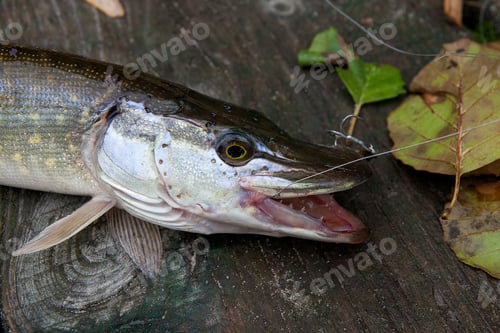 Preview: Freshwater Northern Pike Fish Know As Esox Lucius Lying On Vintage Wooden Background. Fishing