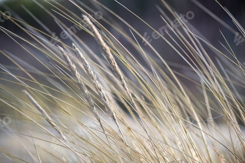Preview: Beautiful Blur Dry Grass And Bent Background