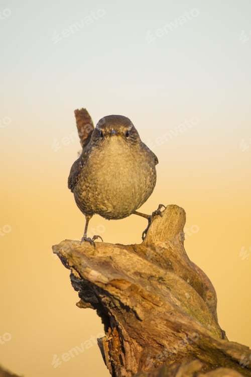 Preview: Cute Little Bird. Nature Background. One Of The Smallest Birds. Weight: 8-13G. Bird: Eurasian Wren