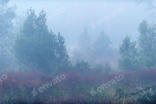 Preview: Field With Juniper Bushes In Mist.