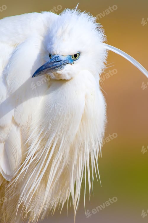 Preview: Cute White Bird. Heron. Nature Background.