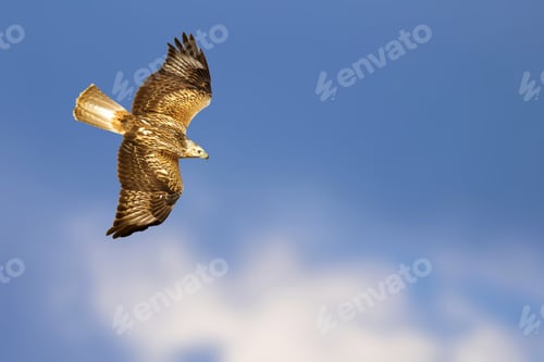 Preview: Bird Of Prey. Isolated Bird. Blue Sky Background. Long Legged Buzzard. Buteo Rufinus.