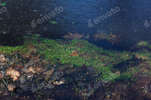 Preview: Background Of Leaves On The Ice Surface Of The Pond. Green Duckweed On The Surface Of The Ice.
