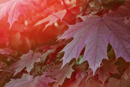 Preview: Autumn Landscape With Bright Colorful Foliage. Indian Summer.