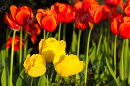 Preview: Colorful Tulips In Early Spring In The Garden