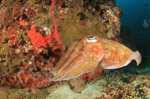 Preview: Pharaoh Cuttlefish Pair Underwater