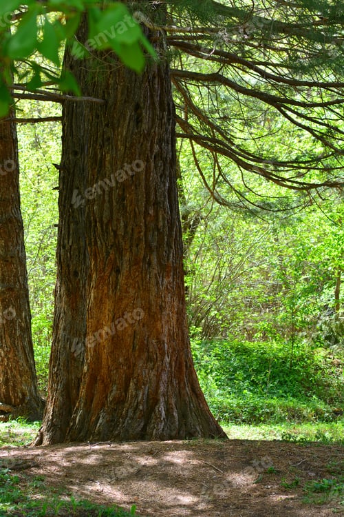 Preview: Sequoia Sempervirens (Coast Redwood) Trunk