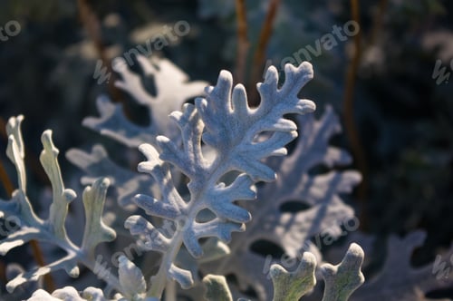 Preview: Silver Dust Cineraria Maritima In The Garden, Close Up.