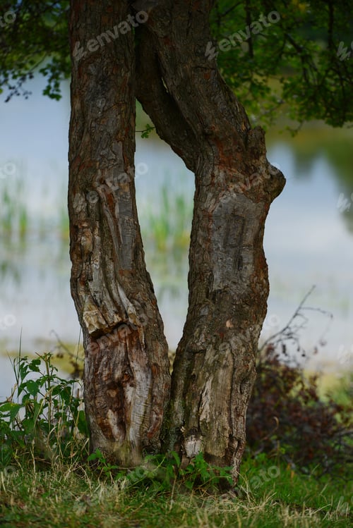 Preview: Beautiful Tree Trunks Near The Lakeshore