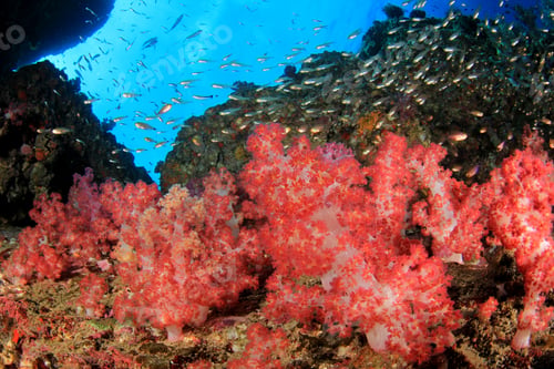 Preview: Coral Reef In Ocean