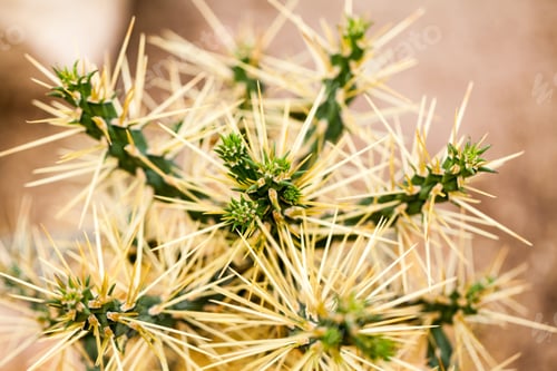 Preview: Cylindropuntia Molesta Plant In Botanical Garden In Balchik, Bulgaria