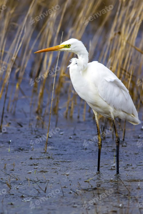 Preview: Rainy Weather And Big White Heron. Blue Yellow Nature Habitat Background. Heron: Great Egret. Ardea
