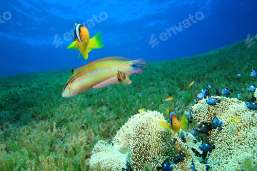 Preview: Haddon'S Anemone And Juvenile Threespot Dascyllus (Dascyllus Trimaculatus), Anemonefish And Wrasse